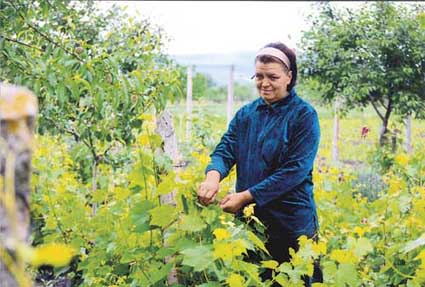 Cum ajuți vița de vie să dea rod bogat - sitecumajutivia-1404646448.jpg