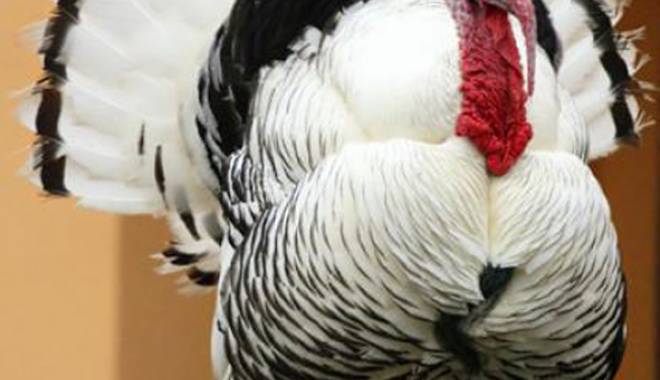 Ce trebuie să știi despre carnea de curcan - sitecurcan-1418562599.jpg