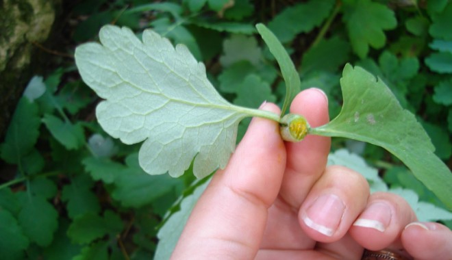 Leacuri simple împotriva negilor - siteleacurinegi-1409490320.jpg