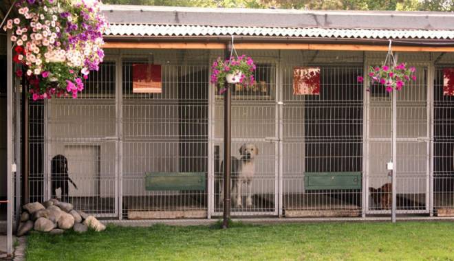 Suportă un câine sensibil cazarea într-o pensiune canină? - sitepensiunecanina-1419777452.jpg