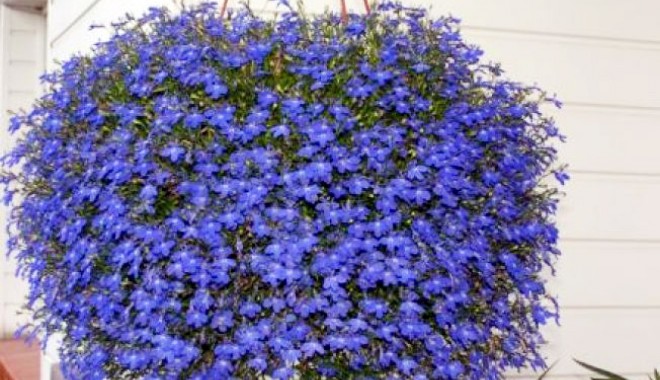 Plante de balcon care n-au nevoie de soare - siteplantebalcon-1399902809.jpg