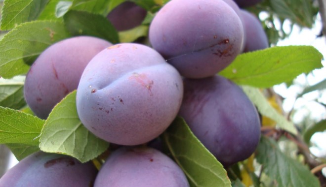 De ce e bine să mâncăm prune - siteprune-1412874044.jpg