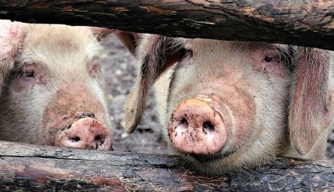 Situaţia pestei porcine africane în judeţul Constanţa - situatiapesteiporcine-1615567092.jpg