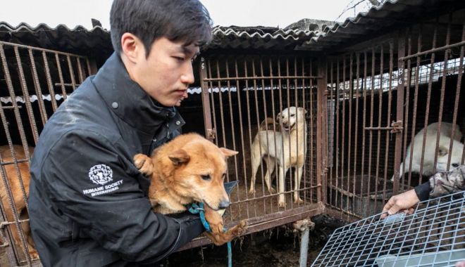 Parlamentul din Coreea de Sud a adoptat o lege care interzice comerţul cu carne de câine