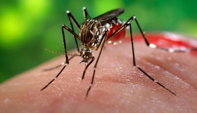 ACTRIȚĂ INFECTATĂ CU ZIKA! - snmosquitoes2-1458034088.jpg