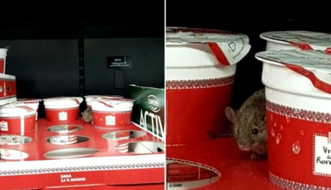 VIDEO. ȘOARECE FILMAT ÎN TIMP CE MIȘUNA PRINTRE CUTIILE CU IAURT, ÎN SUPERMARKET - soarece1650x435-1520759065.jpg