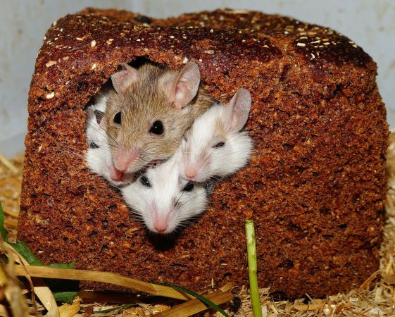Șoarecele și superstițiile - soarecele-si-superstitiile-1726674876.jpg