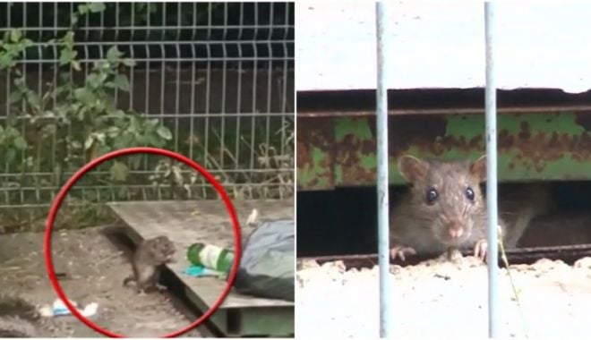 Șobolanii au invadat Ploieștiul! Oamenii cer autorităților măsuri urgente - sobolan-1633261790.jpg