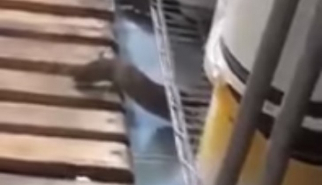 IMAGINI IREALE! Șobolani într-o cofetărie, mișunând în spatele galantarului cu prăjituri - sobolani11656700-1509267112.jpg