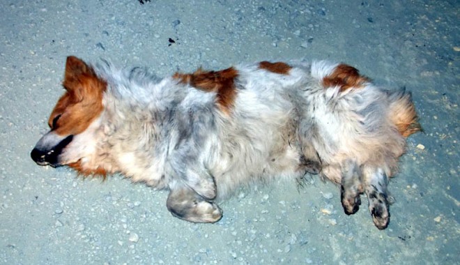 IMAGINILE GROAZEI: Cruzime fără margini! Câini omorâți și aruncați la marginea Constanței - socantcainiomorati1-1396979308.jpg