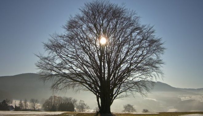 Cum va fi vremea în următoarele patru săptămâni - solsticetree670x503-1609491548.jpg