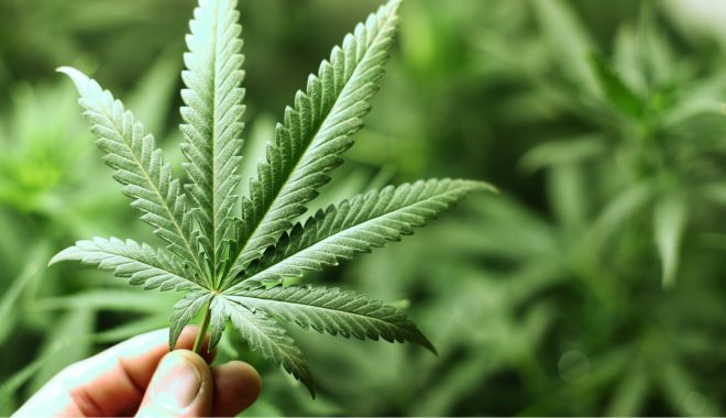 Elveția dă tonul în Europa: au aprobat legalizarea canabisului - sonycanabismarijuana1-1679680013.jpg