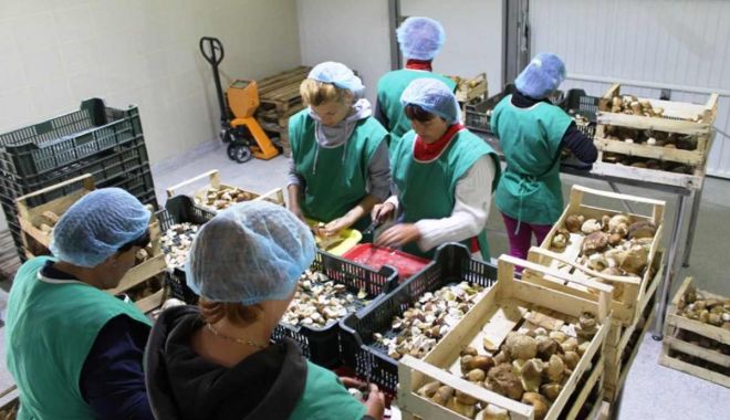 Locuri de muncă disponibile în străinătate prin rețeaua EURES - sortatciuperci-1700153823.jpg
