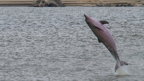 Delfinii au un al șaselea simț, care îi ajută să detecteze câmpurile magnetice - sotaliagenusdolphin62505400-1311768996.jpg