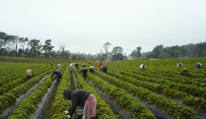 Spaniolii caută agricultori români - spanioliicauta-1414697513.jpg