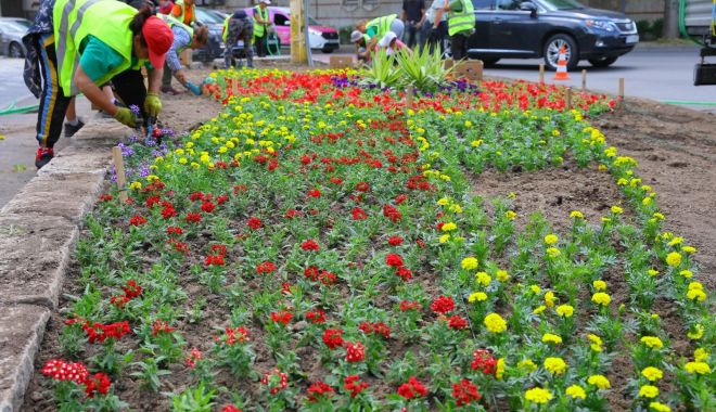 Jardinierele din municipiul Constanța se umple de flori multicolore
