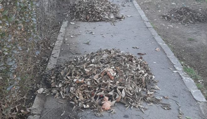 Şoferi, atenţie unde parcaţi! Se acţionează în mai multe zone din Constanţa, pentru toaletarea copacilor - spatiiverzi1-1647415544.jpg