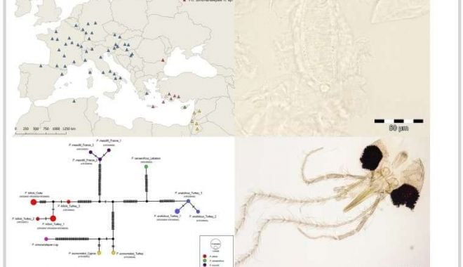 Cercetătorii au descoperit o nouă specie de insectă, pe care au botezat-o după numele Simonei Halep - specie-1632139763.jpg