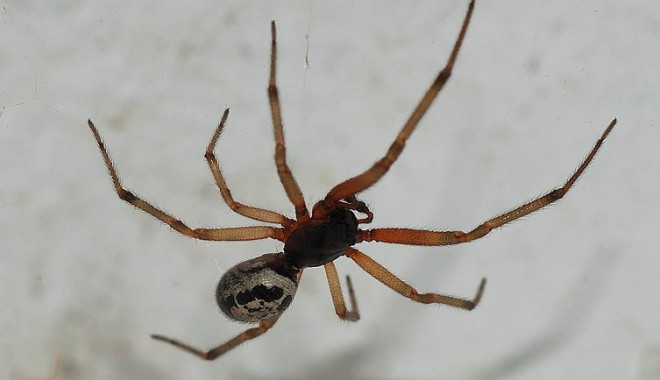 Operată de cinci ori din cauza unui păianjen! - spider1314737227-1352992715.jpg