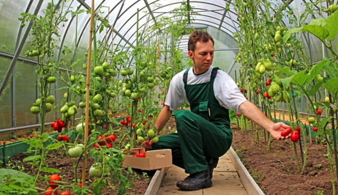 Sprijin de 5,5 milioane lei pentru producătorii de legume și fructe - sprijin-1487512820.jpg