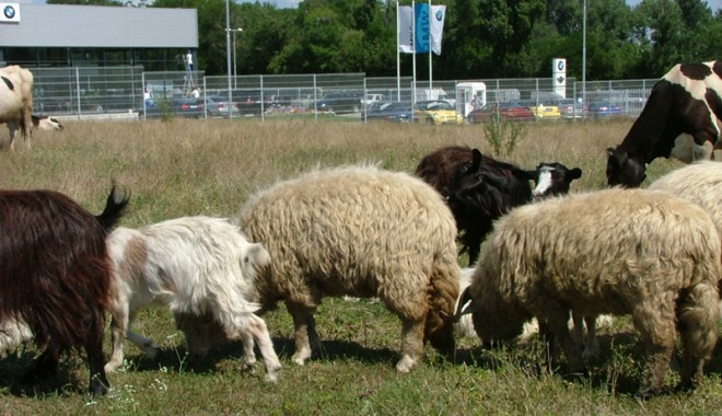 Sprijin pentru crescătorii de ovine și caprine, care vor să obțină credite de lucru - sprijincrescatori-1413988405.jpg