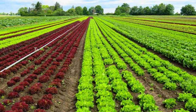 Sprijin european pentru dezvoltarea producției agricole ecologice - sprijineuropeanpentrudezvoltarea-1632667722.jpg