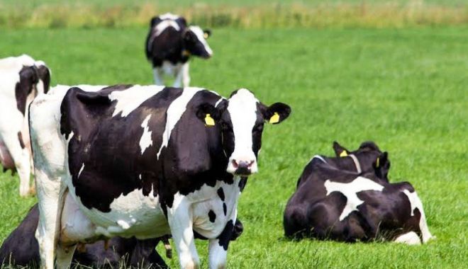 Sprijin financiar de 217,756 milioane de lei pentru crescătorii de bovine - sprijinfinanciarpentrucrescatori-1676218195.jpg