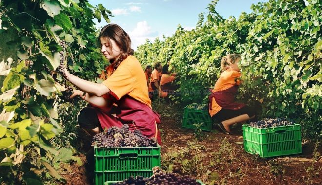 Cultivatorii de struguri de masă primesc sprijin financiar - sprijinfinanciarpentrucultivator-1655478200.jpg