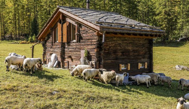 Sprijin financiar pentru investițiile agro-alimentare din zona montană - sprijinfinanciarpentruinvestitii-1662382317.jpg