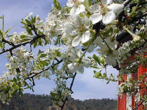 Cum va fi vremea de Paște - springinbloom-1334244807.jpg