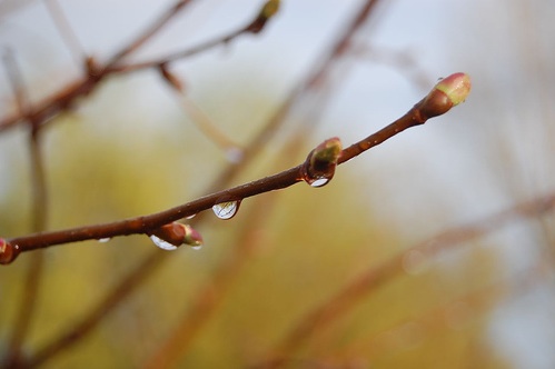 Vreme instabilă și rece, în ultimele două săptămâni  ale lui aprilie - springrain-1334689314.jpg