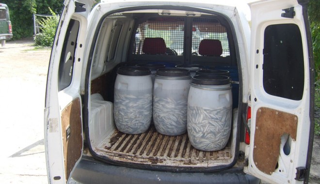 Sute de kilograme de pește confiscate la Midia - sta50034-1370874224.jpg