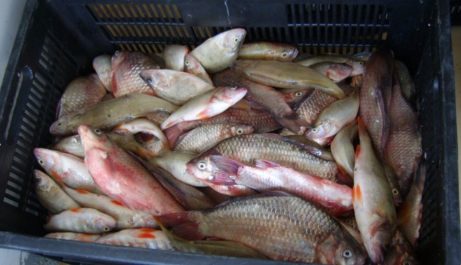Plase ilegale de pescuit și sute de kilograme de pește, confiscate de Garda de Coastă - sta50065-1373547020.jpg