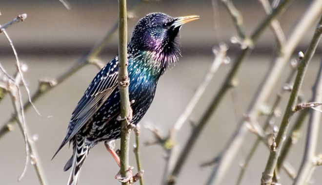 Peste 13.000 de exemplare de graur numărate în România, cu ocazia EuroBirdwatch - starsturnusvulgaris-1696267138.jpg