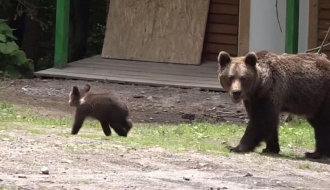 Statul va plăti despăgubiri pentru daunele provocate de animalele sălbatice - statulvaplatidespagubiripentruda-1673291193.jpg