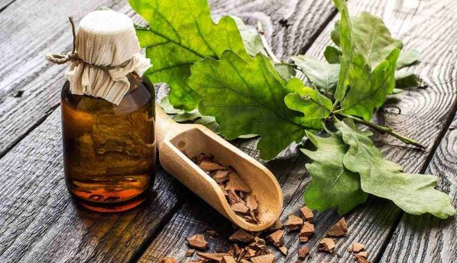 Scoarța de stejar, un aliat în lupta cu tulburările neurodegenerative - stejar-1708275669.jpg