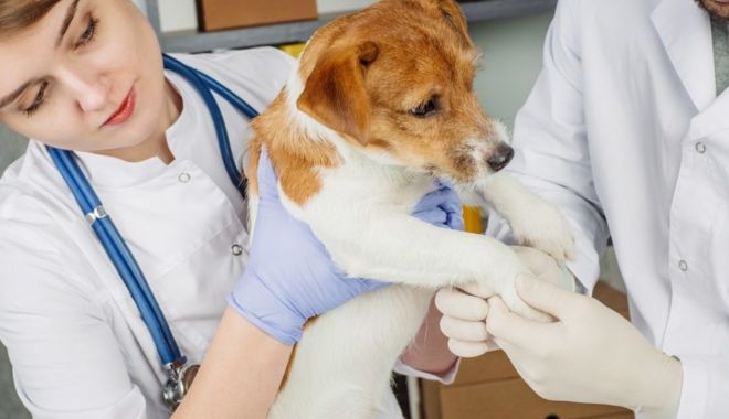 Sterilizare gratuită a pisicilor şi câinilor din Cumpăna - sterilizare-1601828763.jpg