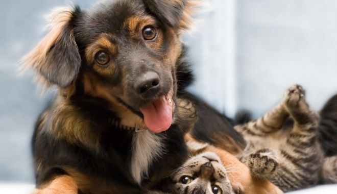 O nouă sterilizare gratuită a animalelor de rasă comună - sterilizare2-1659359654.jpg