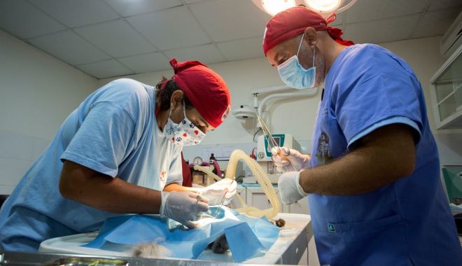 Campania de sterilizare gratuită a animalelor fără stăpân continuă la Agigea - sterilizarecaini-1628233026.jpg