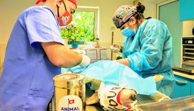 Sterilizare gratuită pentru câinii de rasă comună din Constanţa - sterilizaregratuita-1612524348.jpg