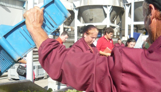 Producția de vin va depăși 4 milioane de hectolitri în 2013 - struguri-1379342146.jpg