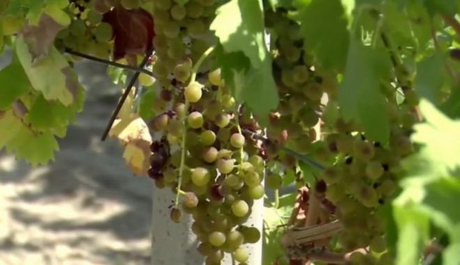 Seceta a făcut strugurii mai dulci. Anul acesta vinul va fi mai puţin, dar mai bun