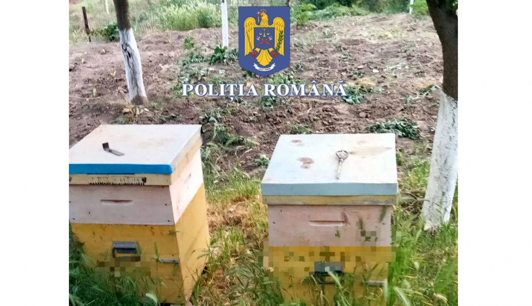 Percheziții în Hârșova după ce un bărbat a furat zece stupi - stupi-1716546973.png