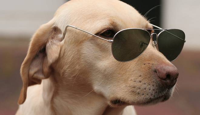 Cel mai credincios câine - stylishfunnydog-1450362021.jpg
