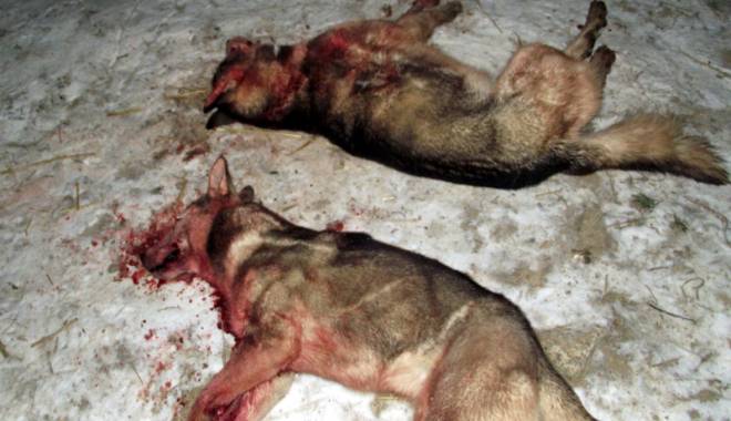 Pe viață și pe moarte! Atac al câinilor maidanezi sălbătici, în Constanța - subamenintareacainilorsalbatici-1420653586.jpg