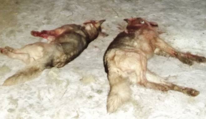 Pe viață și pe moarte! Atac al câinilor maidanezi sălbătici, în Constanța - subamenintareacainilorsalbatici2-1420653533.jpg