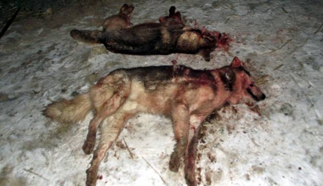 Pe viață și pe moarte! Atac al câinilor maidanezi sălbătici, în Constanța - subamenintareacainilorsalbatici3-1420653561.jpg