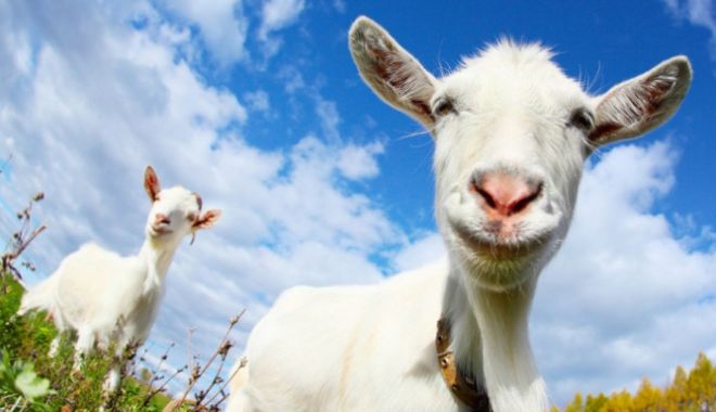 Subvenţiile APIA pentru ovine şi caprine au ajuns la fermieri - subventiileapiapentruovine-1615553704.jpg