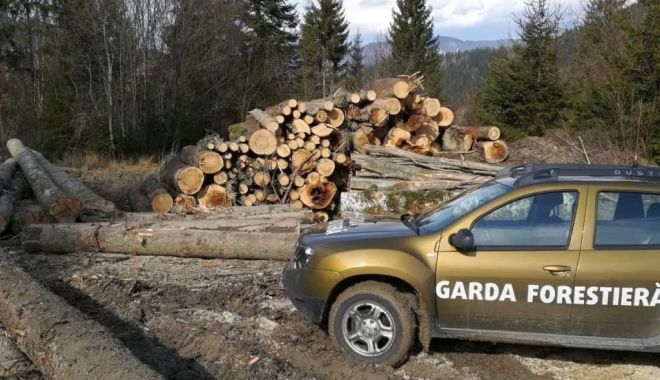 O lovitură pentru mafia lemnului și complicii ei din structurile statului - sumal8211oloviturapentrumafialem-1593180473.jpg