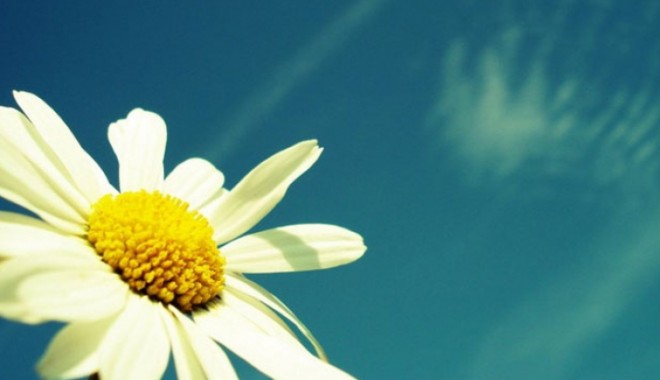 Cum va fi vremea săptămâna viitoare, la Constanța - summersunflower14939300-1340533474.jpg